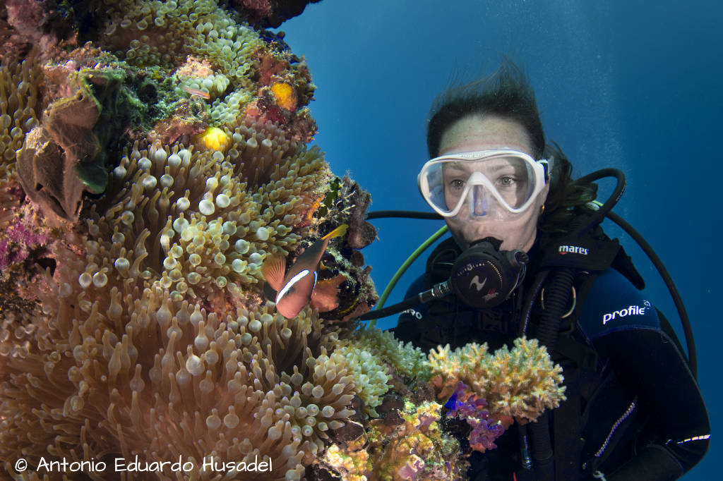 Diver watching anemone fish at the wreck of the Iro in Palau
