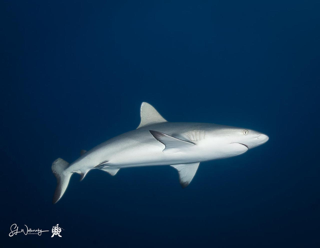 Shark in Palau by Stephen Wolborsky