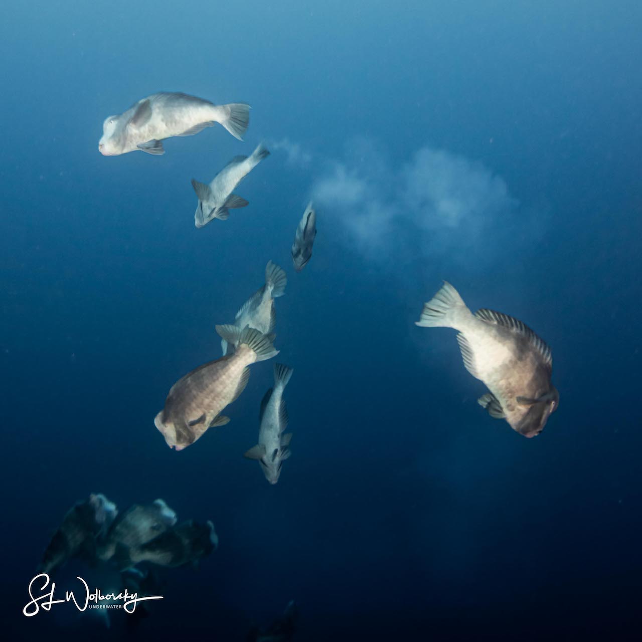 Humphead Spawning in Palau by Stephen Wolborsky