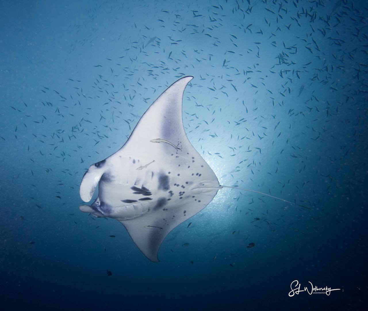 Manta Ray at German Channel by Stephen Wolborsky
