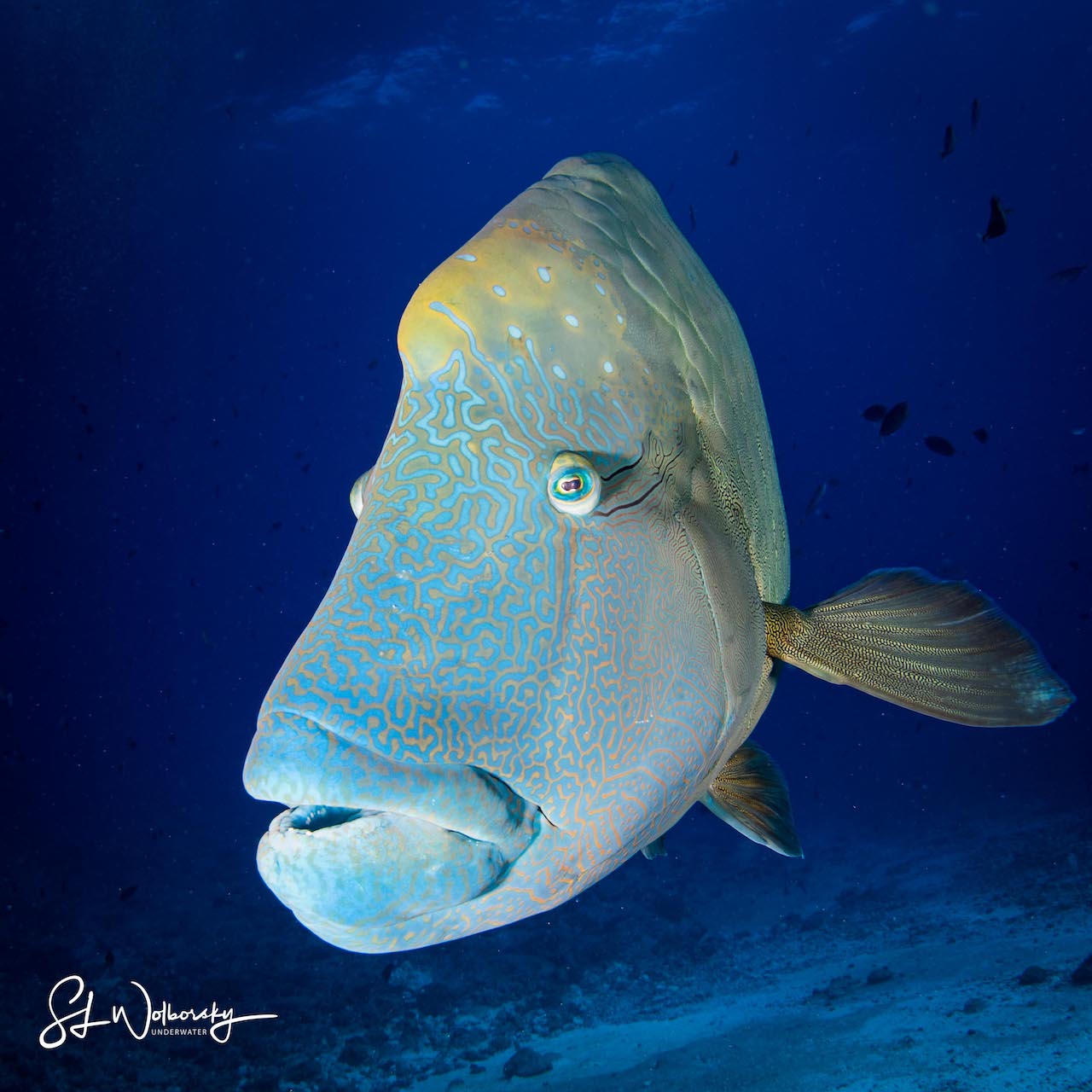 Napoleon Wrasse in Palau by Stephen Wolborsky