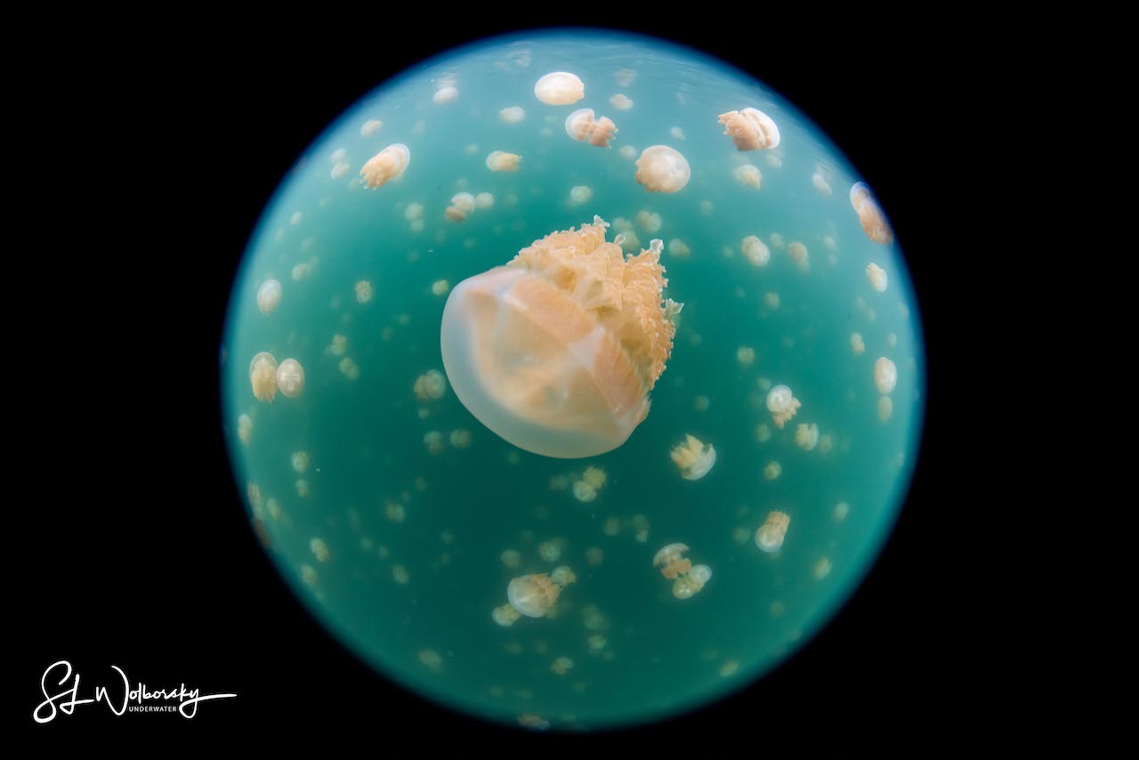 Jellyfish Lake in Palau by Stephen Wolborsky