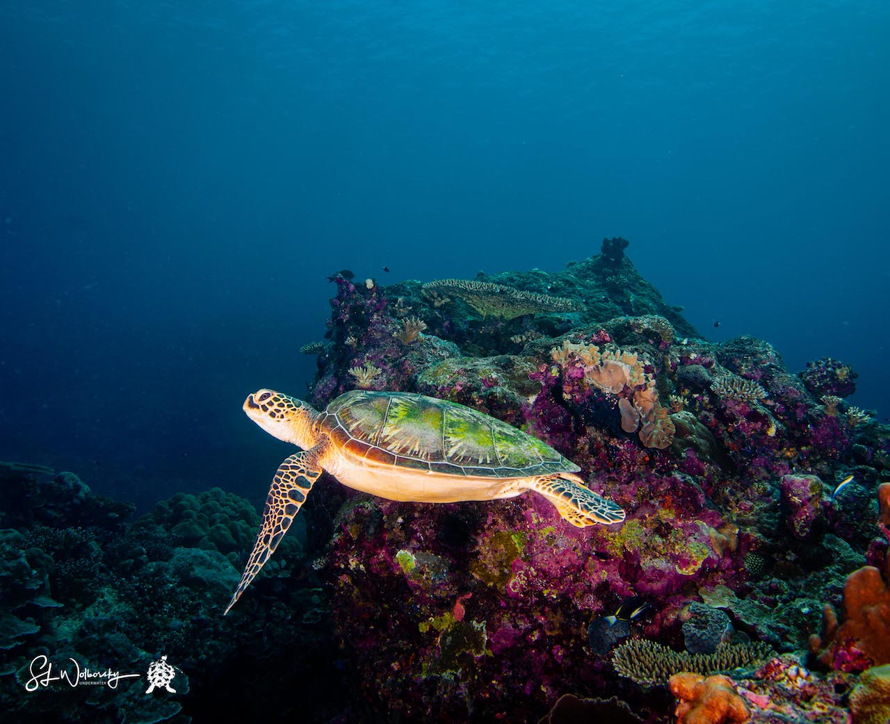 Swimming Sea Turtle in Palau by Stephen Wolborsky