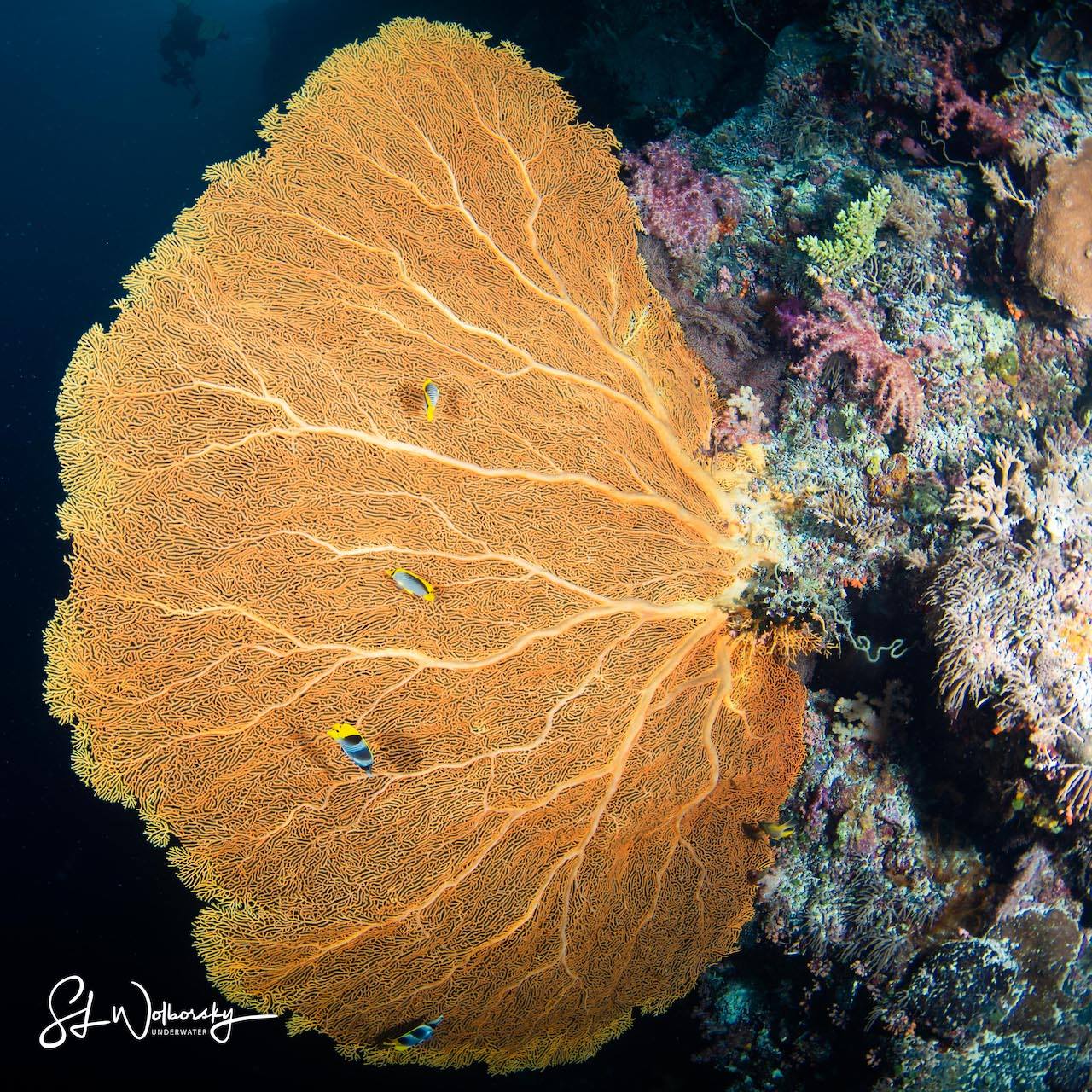Sea Fan in Palau by Stephen Wolborsky