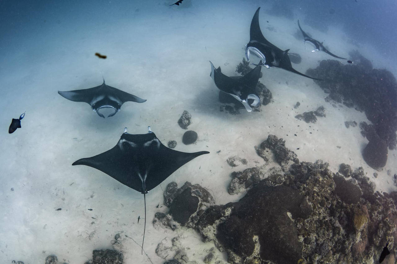 Manta diving aboard Ocean Hunter Liveaboards Palau
