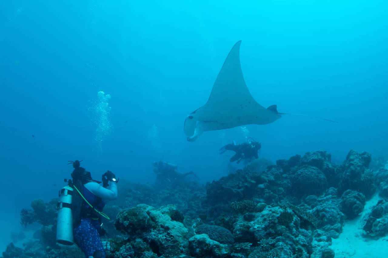 Manta ray diving aboard liveaboard Ocean Hunter Palau