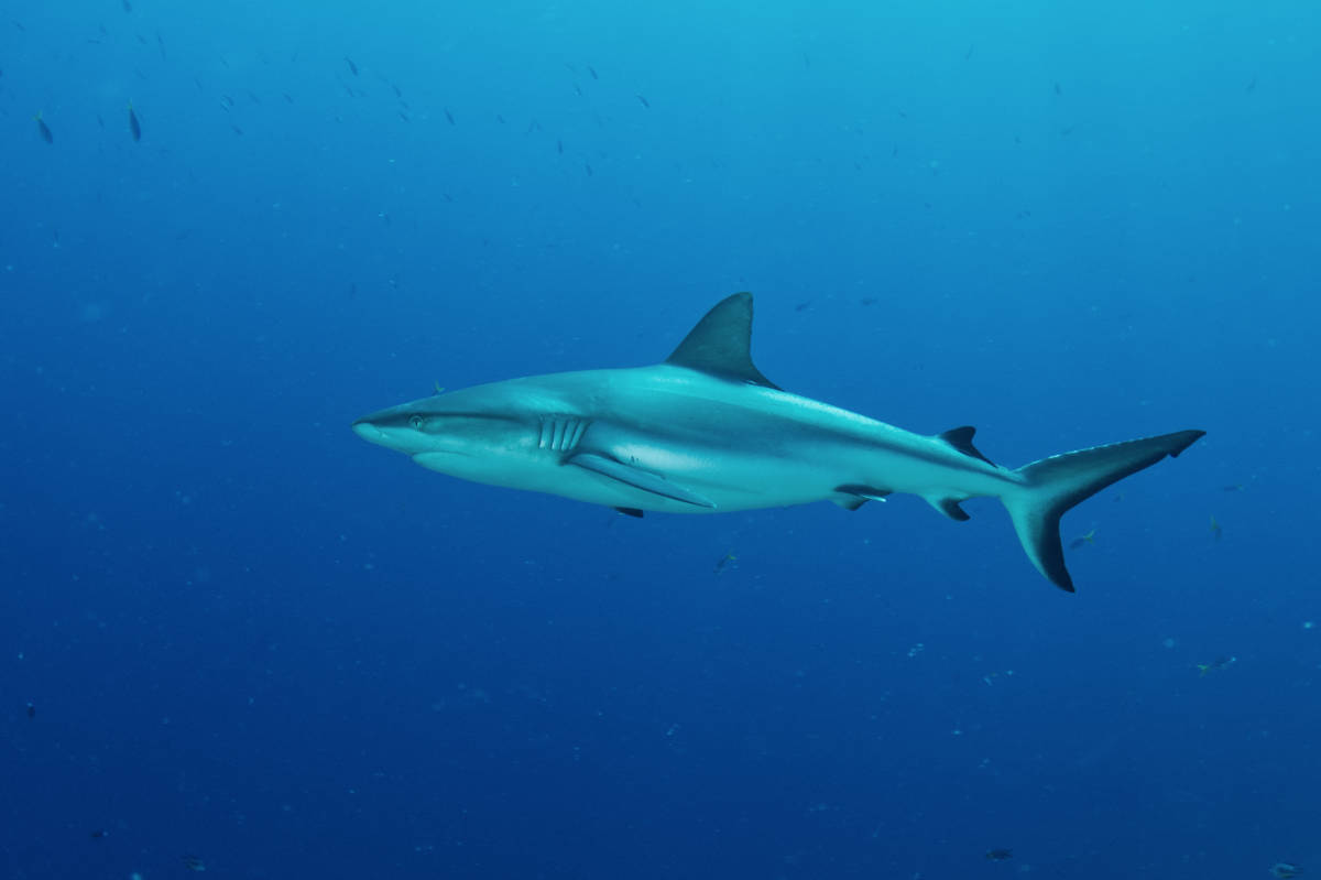 Single Grey Reef Shark at Ulong Channel Palau