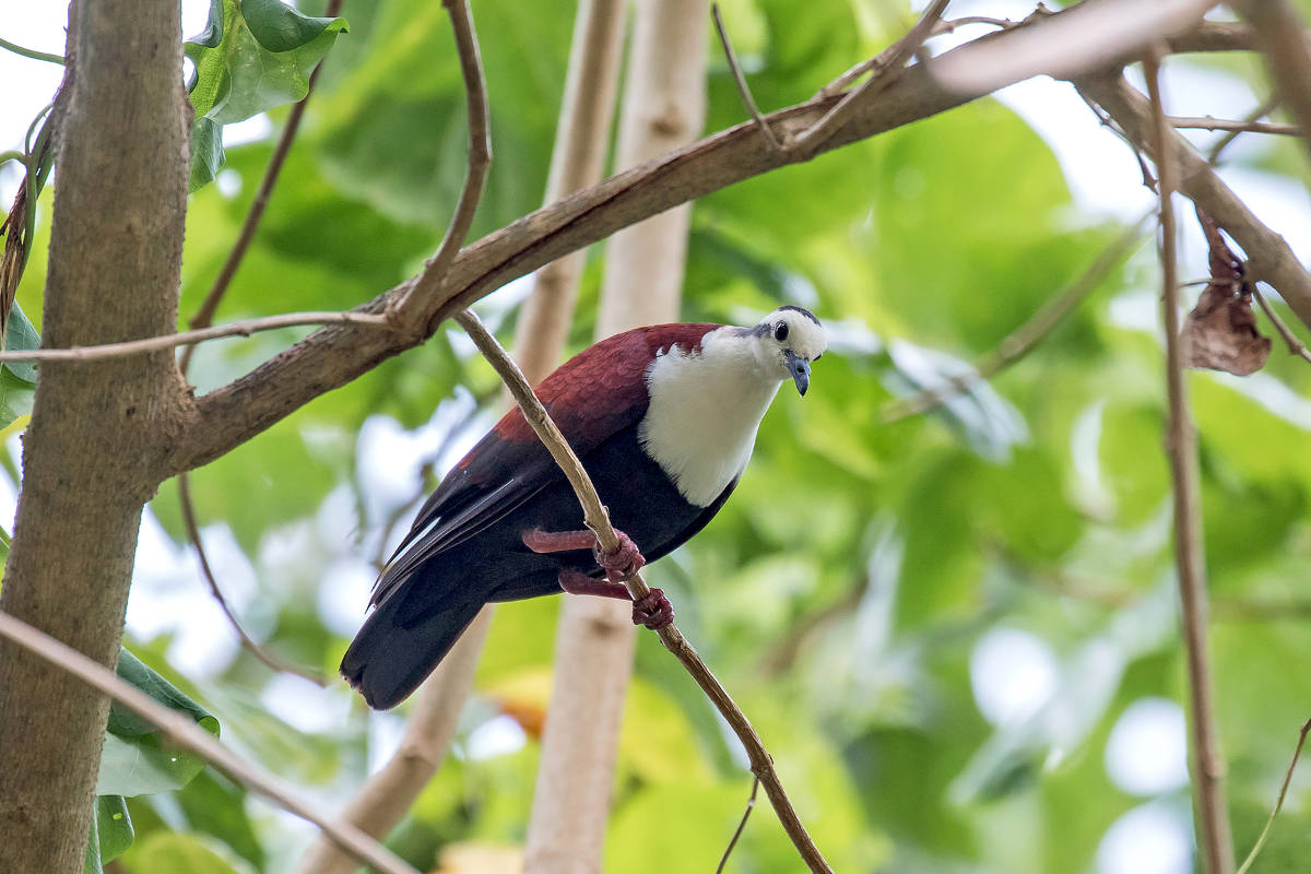 Photo of a Palauan Dove sitting in a tree looking down